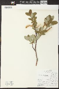 Salix myrtillifolia image