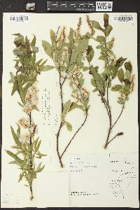 Salix petiolaris image