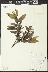 Salix myrtillifolia image