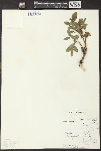 Salix myrtillifolia image