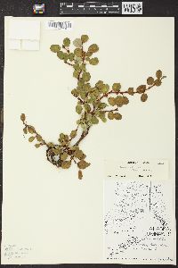 Salix ovalifolia var. cyclophylla image