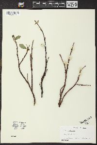 Salix ovalifolia image