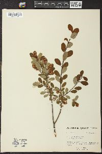 Salix pedicellaris image