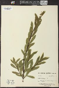 Salix pedicellaris image