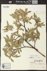 Salix orestera image