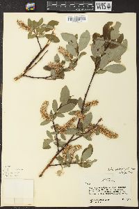 Salix monticola image