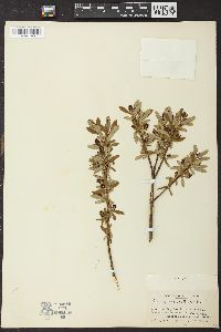 Salix pedicellaris image