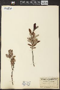 Salix pedicellaris image