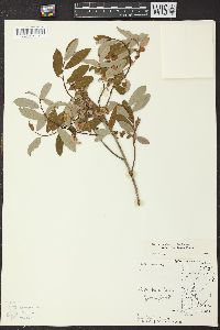 Salix pedicellaris image