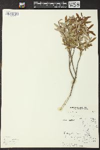 Salix pedicellaris image