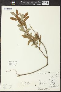 Salix pedicellaris var. hypoglauca image