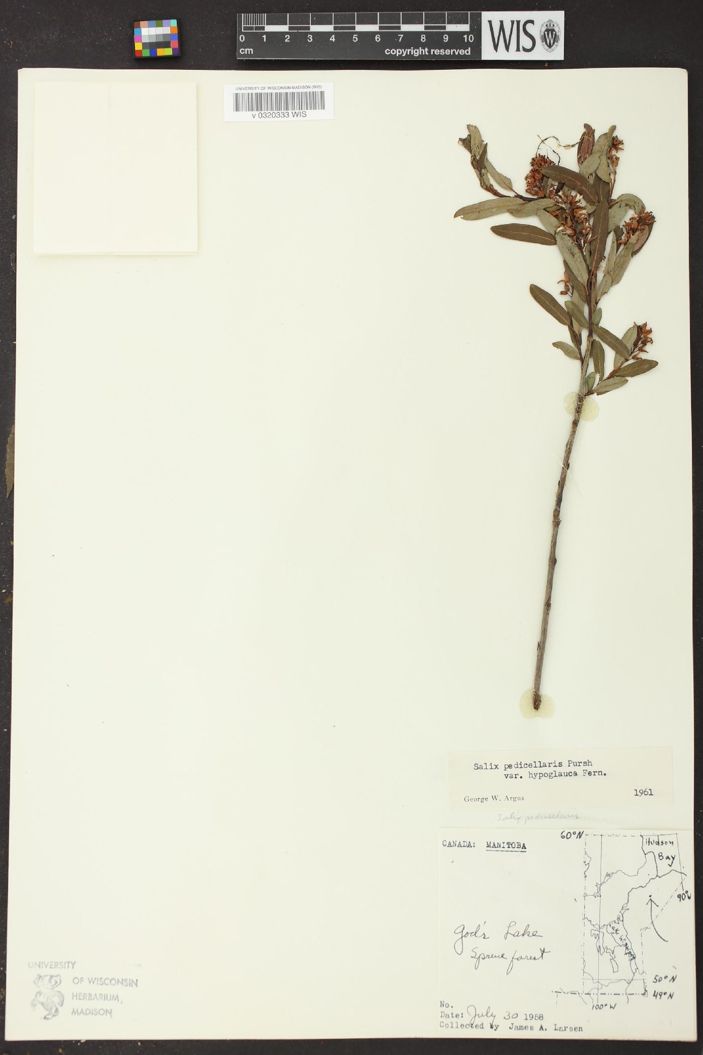 Salix pedicellaris var. hypoglauca image