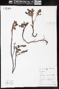 Salix polaris image