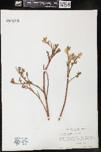 Salix boothii image