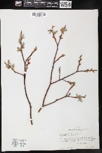 Salix boothii image