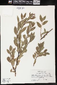 Salix boothii image