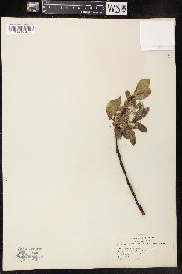 Salix boothii image