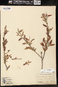 Salix prolixa image