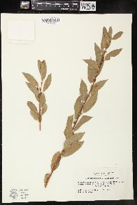 Salix boothii image