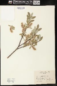 Salix pseudolapponum image