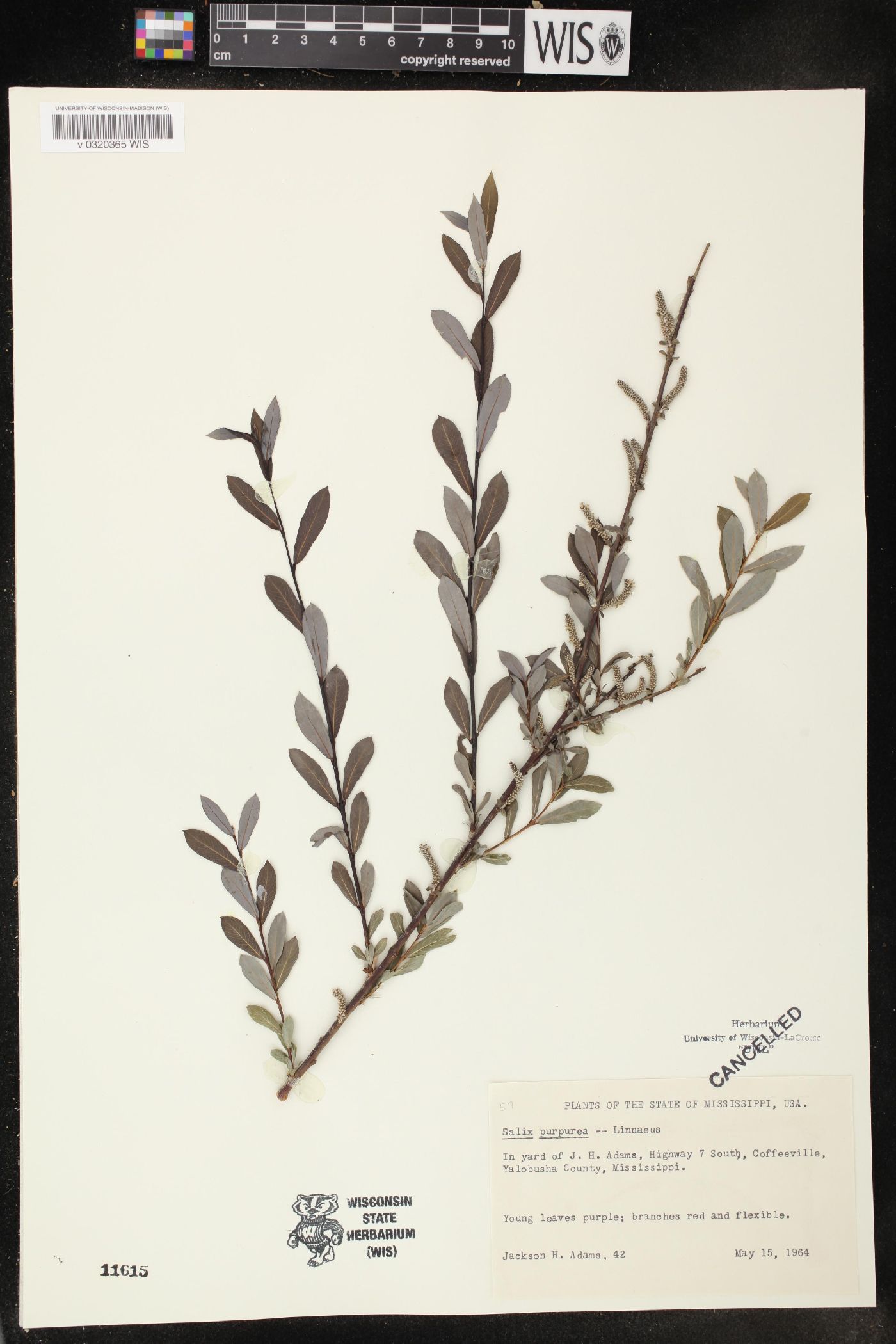 Salix purpurea image