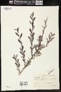 Salix purpurea image