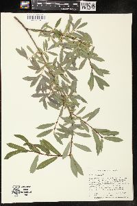 Salix purpurea image