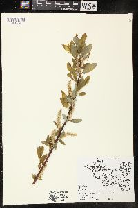 Salix pyrifolia image