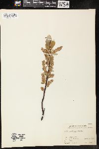 Salix pyrifolia image