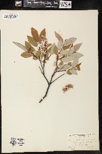 Salix pyrifolia image