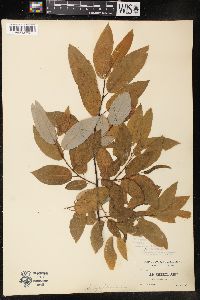 Salix pyrifolia image