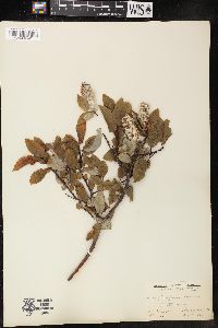 Salix pyrifolia image