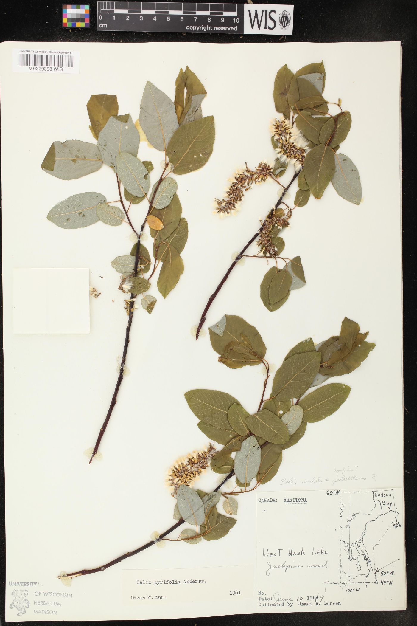 Salix pyrifolia image