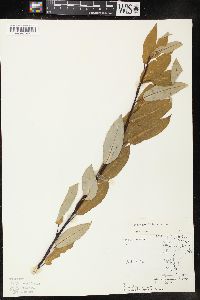 Salix pyrifolia image