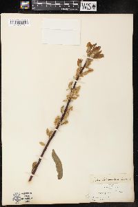 Salix pyrifolia image