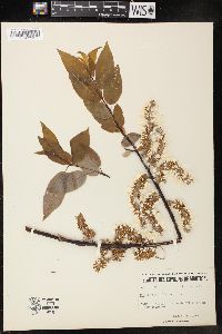 Salix pyrifolia image