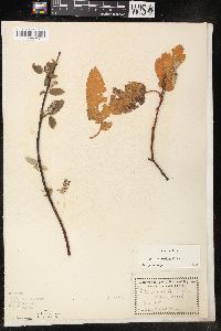 Salix pyrifolia image