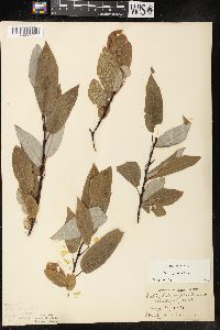 Salix pyrifolia image