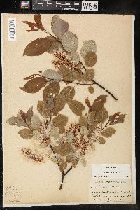 Salix pyrifolia image