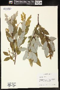 Salix pyrifolia image