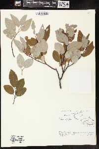 Salix pyrifolia image