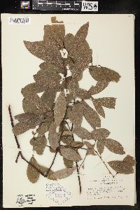 Salix pyrifolia image