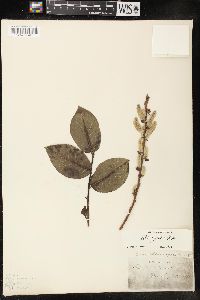 Salix pyrifolia image