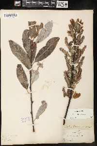 Salix pyrifolia image