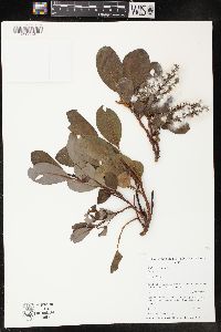 Salix reticulata image