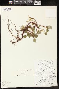 Salix reticulata image