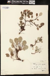 Salix reticulata image