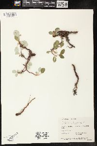 Salix reticulata image