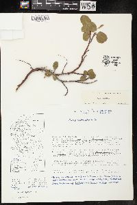 Salix reticulata image