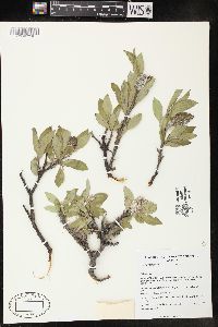 Salix richardsonii image